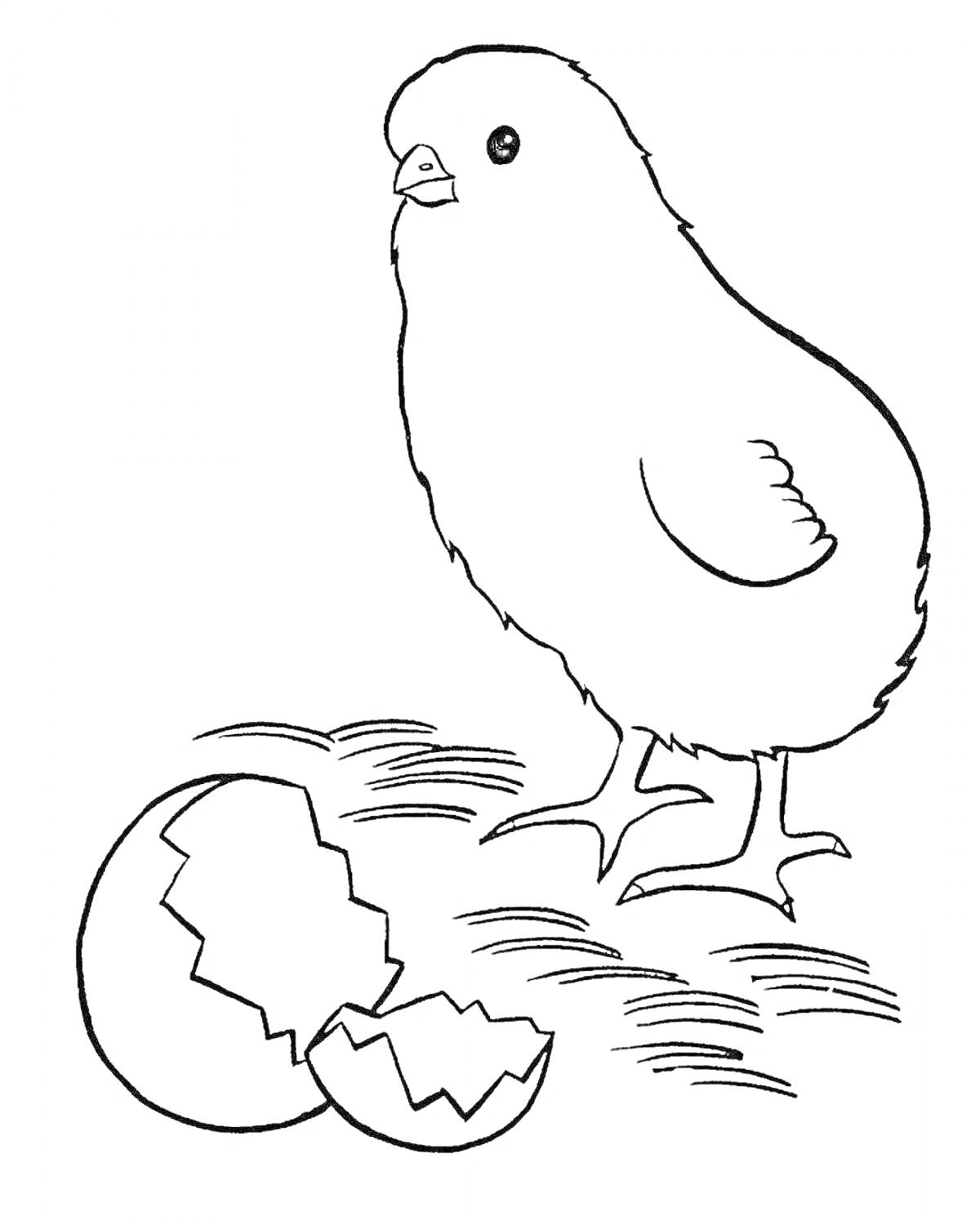 На раскраске изображено: Разбитое яйцо, Птенец, Птица