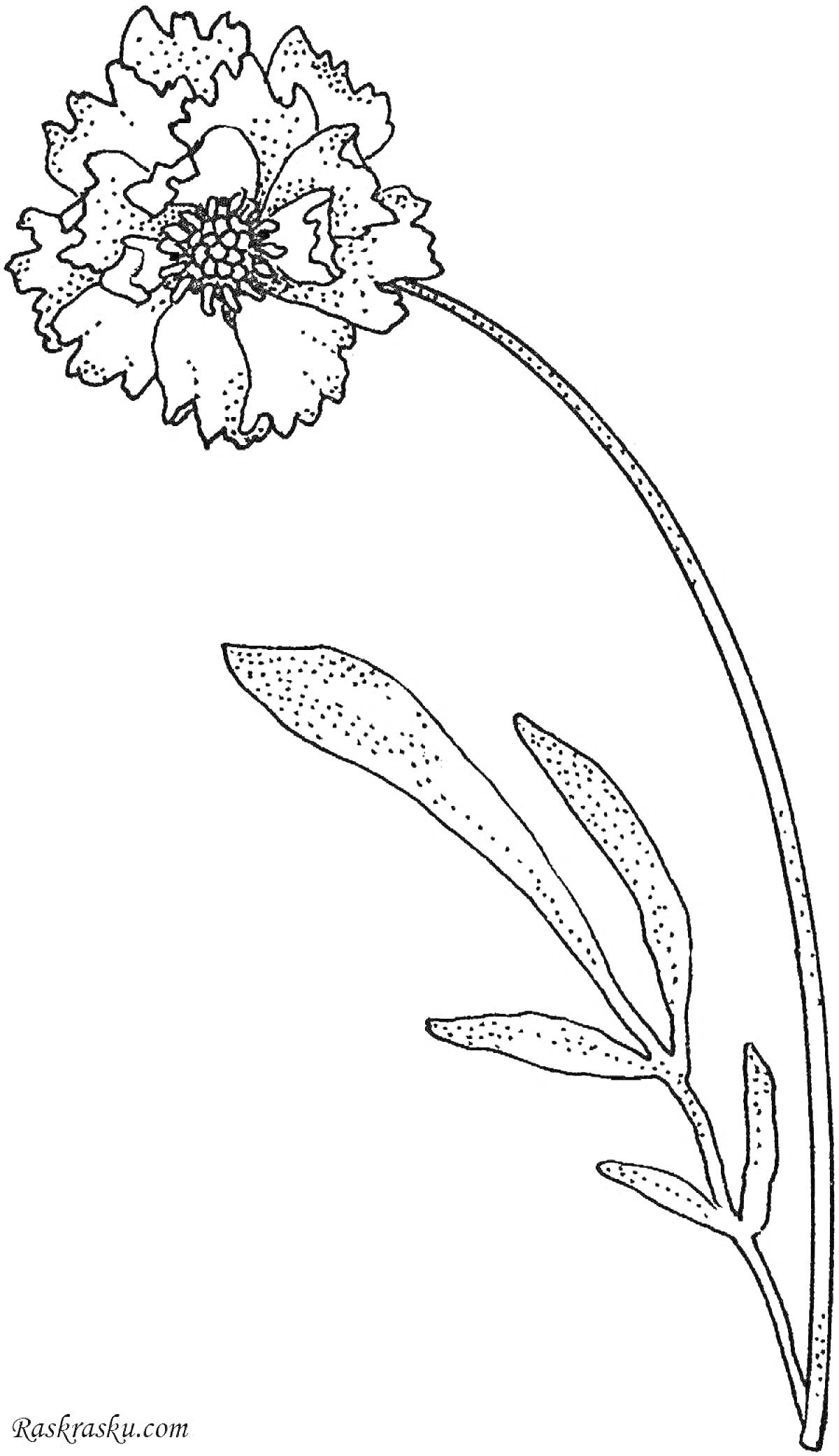 Раскраска Раскраска с изображением гвоздики, включающей один цветок на длинном изогнутом стебле с одним крупным листом и двумя меньшими листьями