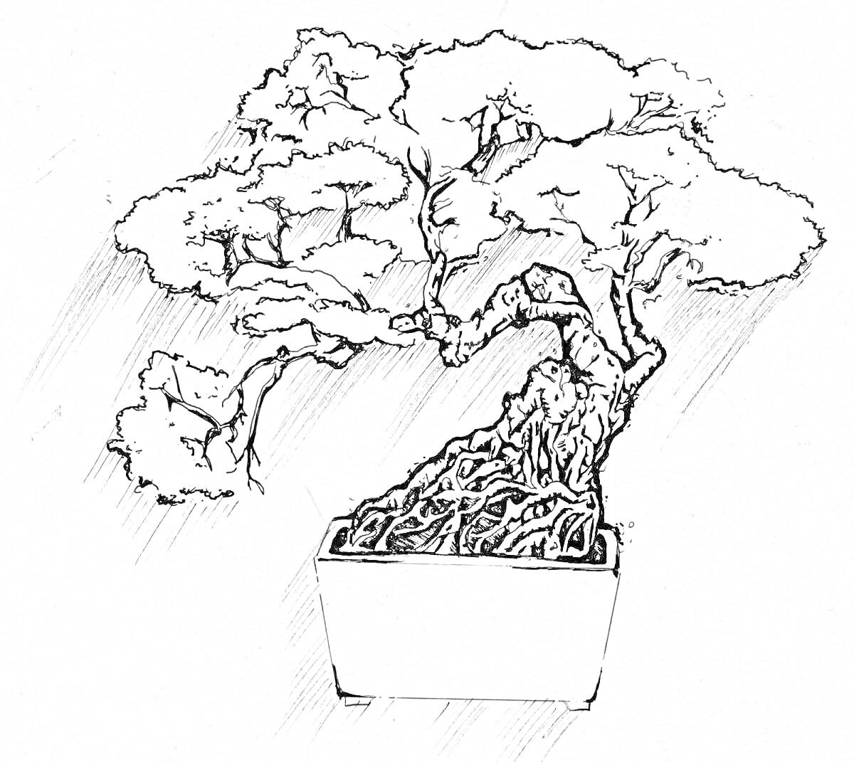 Раскраска Бонсай в горшке с детализированными корнями и кроной