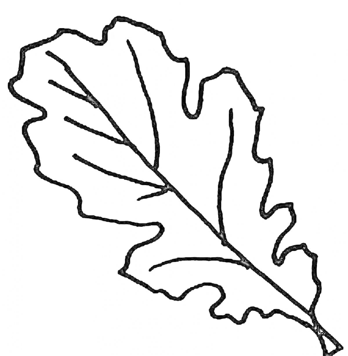 Раскраска контур дубового листа