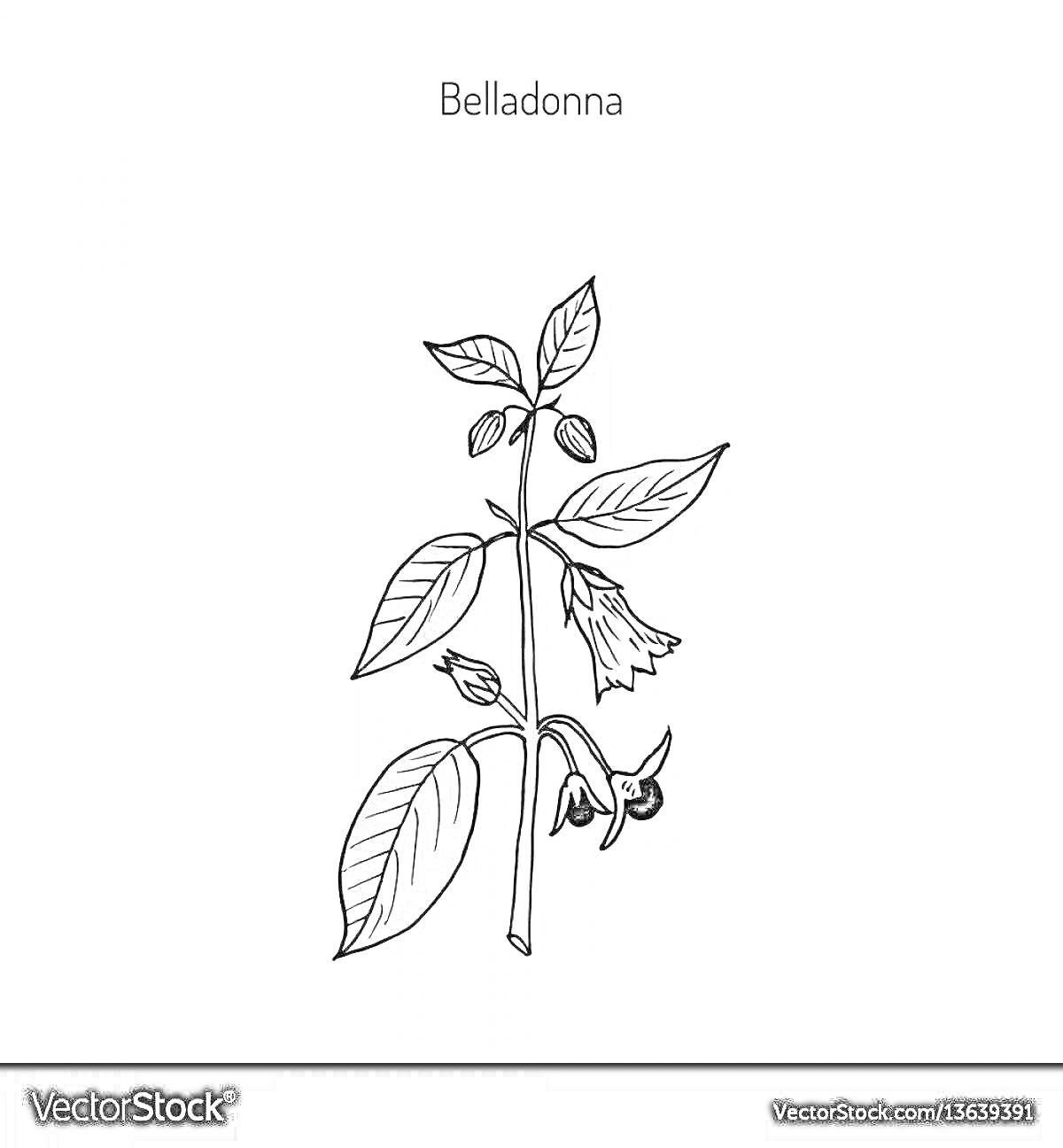 На раскраске изображено: Белладонна, Листья, Цветы, Ботаника, Травянистое растение, Ботаническая иллюстрация