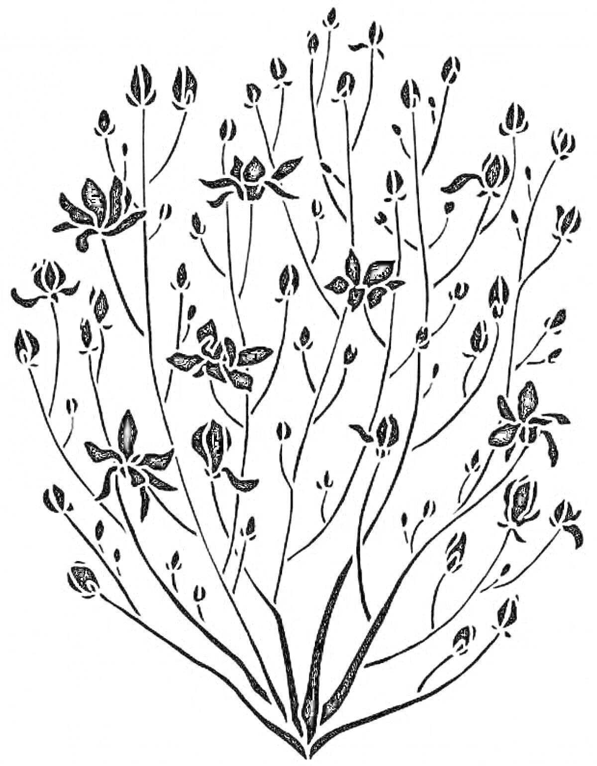 На раскраске изображено: Цветы, Природа