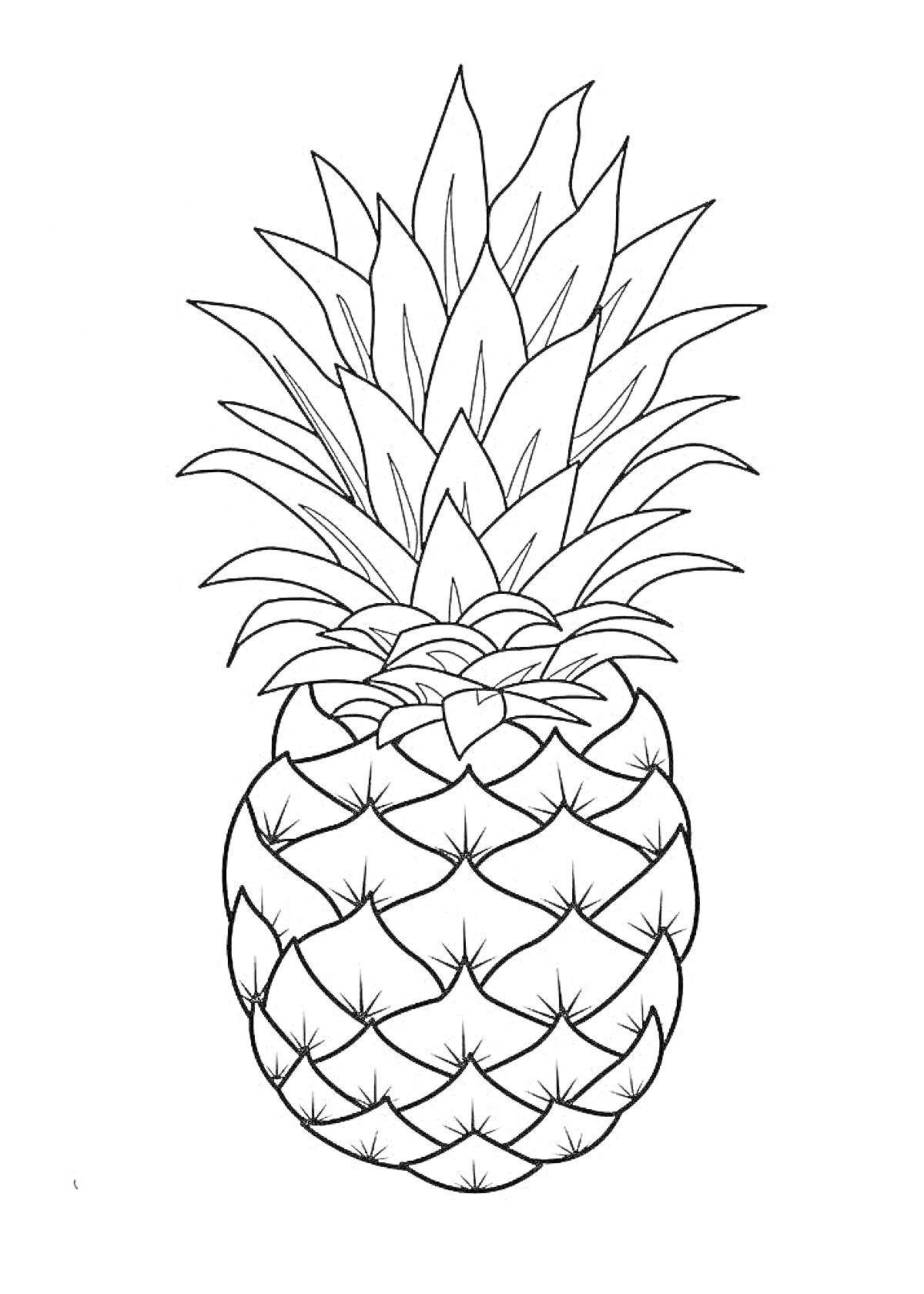 Раскраска ананас с листьями