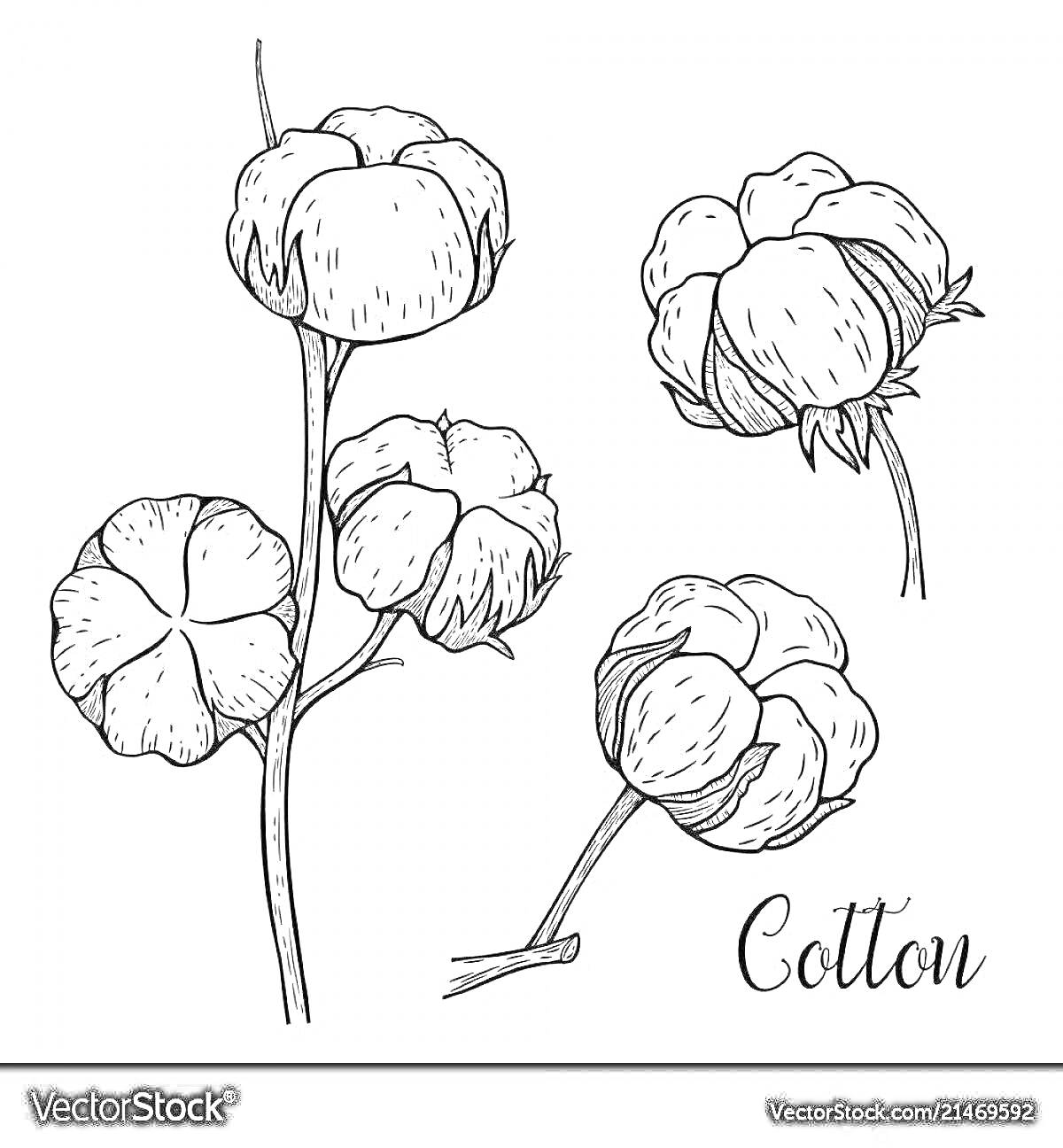 Раскраска Ветка хлопка с тремя цветками и отдельно расположенные хлопковые коробочки