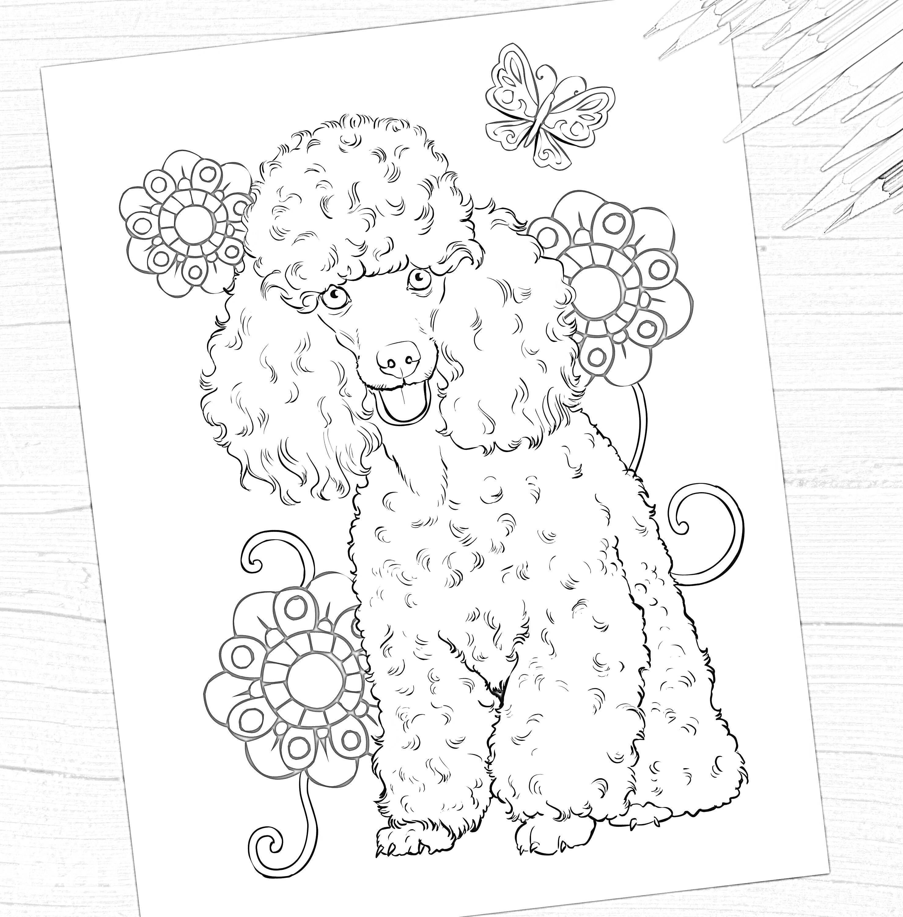 Раскраска Раскраска с пуделем той, цветами и бабочкой