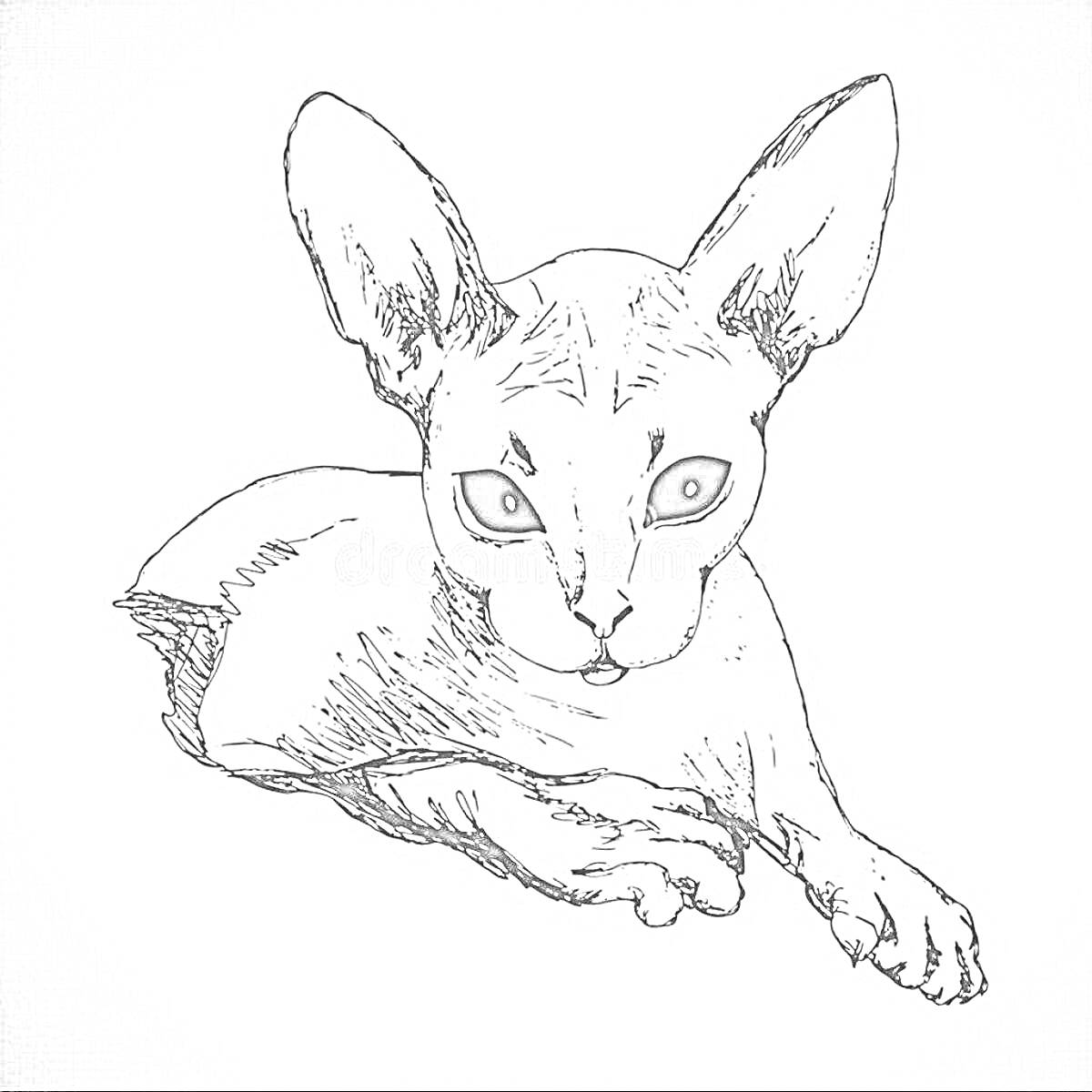 На раскраске изображено: Сфинкс, Лежащая кошка, Большой уши, Большие глаза, Уши