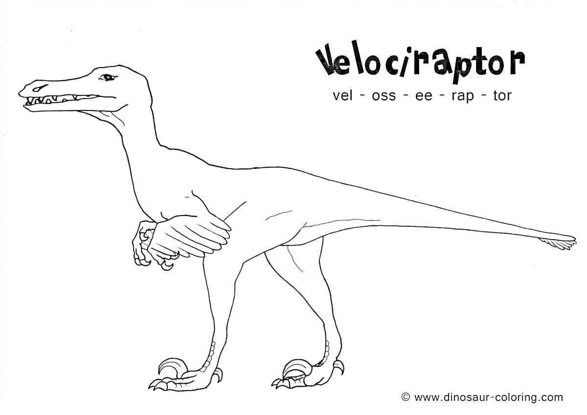 На раскраске изображено: Динозавр, Велоцираптор, Произношение, Сайт