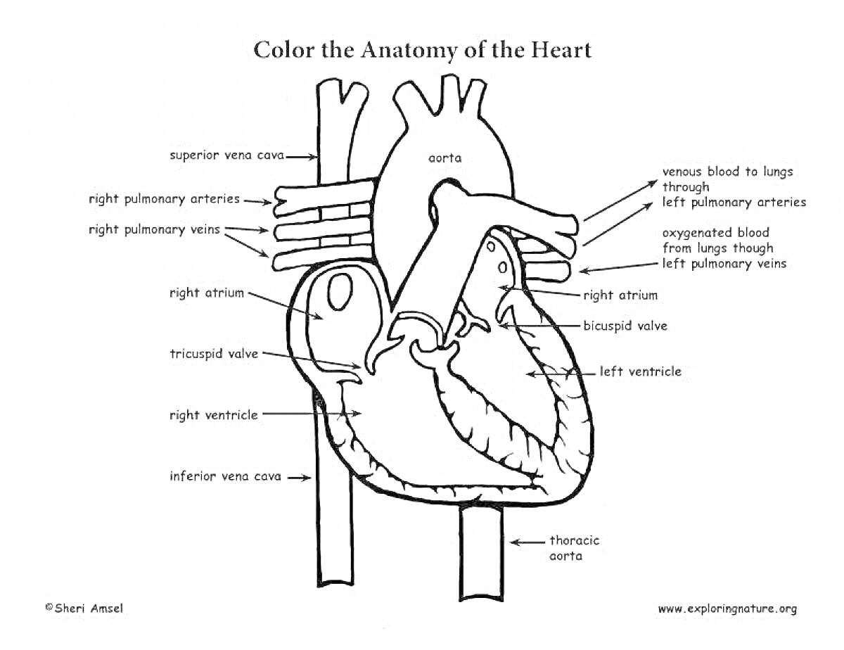 Раскраска Анатомия сердца: верхняя полая вена, правые легочные артерии, аорта, левая легочная артерия, левая легочная вена, левый желудочек, венозная кровь крупнее, легочные артерии несут венозную кровь, кислородная кровь крупнее, легочные вены несут кислородную кр