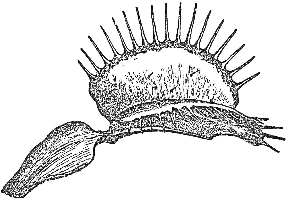 На раскраске изображено: Венерина мухоловка, Листья, Зубцы, Природа, Ботаника