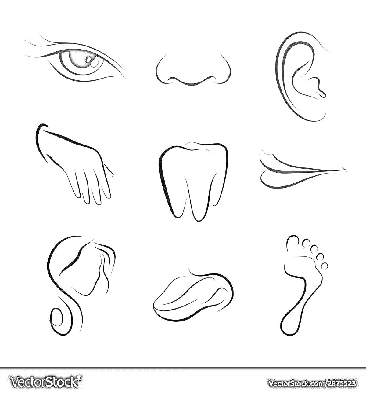 На раскраске изображено: Нос, Ухо, Рука, Язык, Ресницы, Волосы, Губы, Ступня, Анатомия, Образование