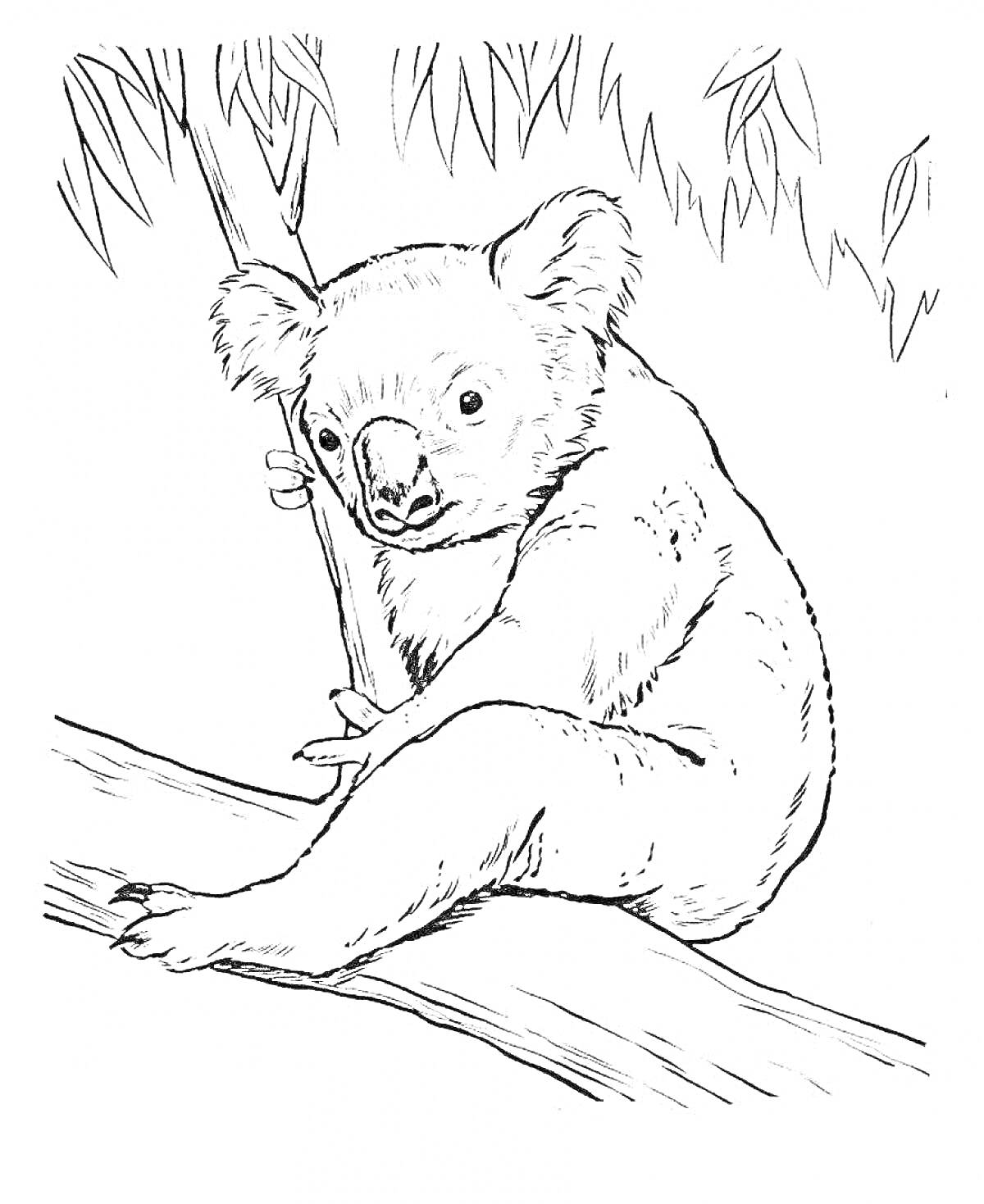 На раскраске изображено: Коала, Листья, Природа