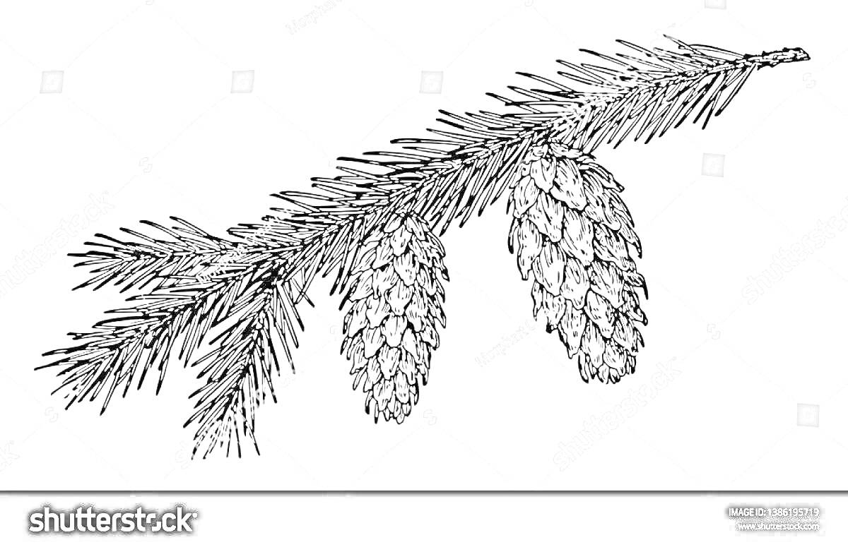На раскраске изображено: Шишки, Ветка, Хвоя, Природа, Иллюстрация