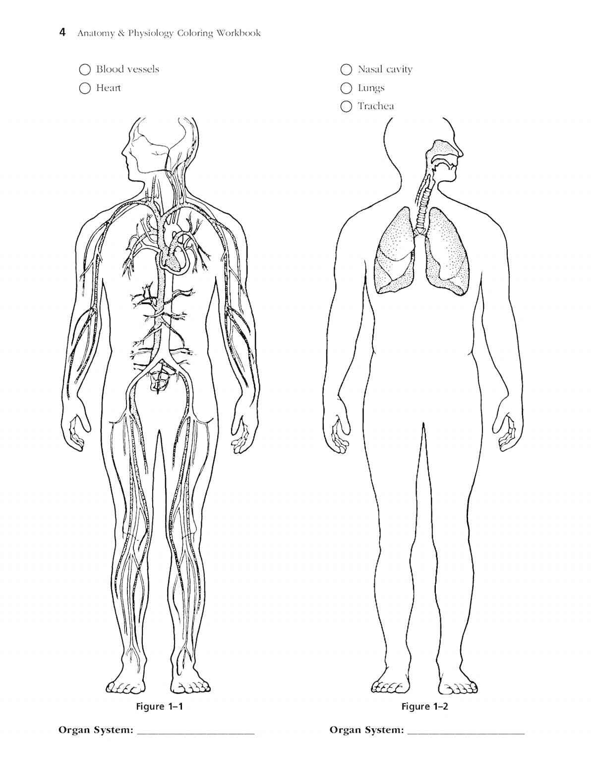 Раскраска Анатомия и физиология: кровеносная система и дыхательная система человека