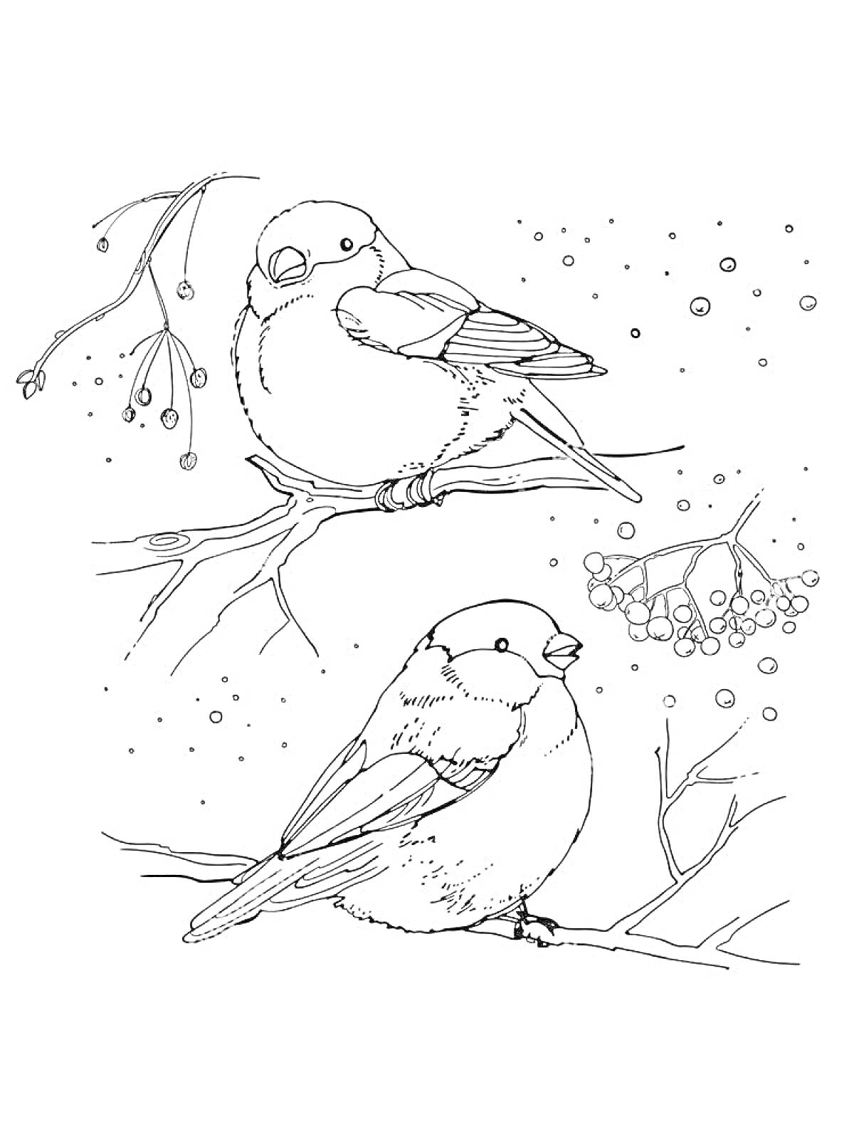 Раскраска Два снегиря на ветке рябины зимой, немного ягод рябины над ними, снежные хлопья вокруг