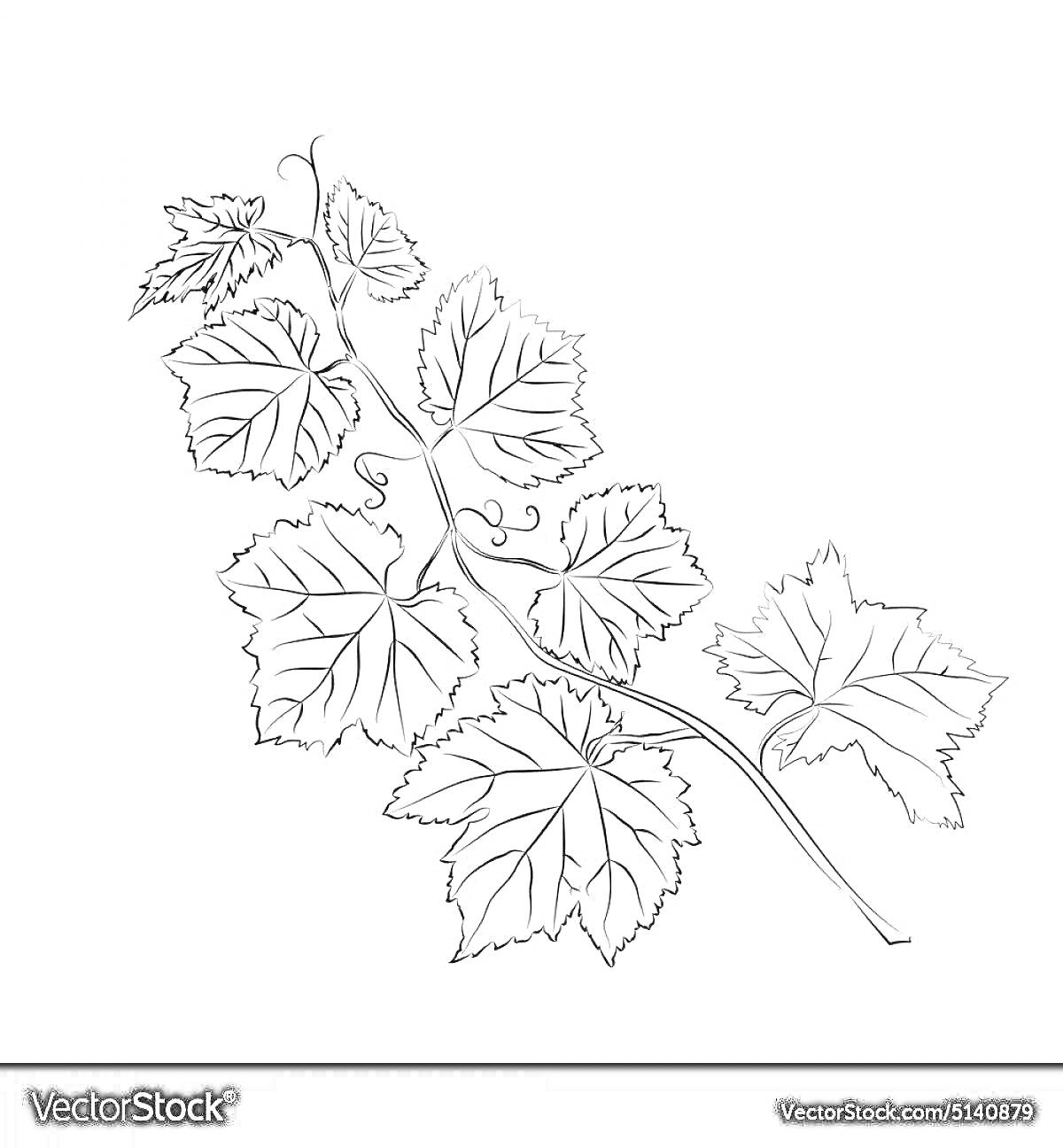 На раскраске изображено: Виноград, Листья, Лоза, Природа