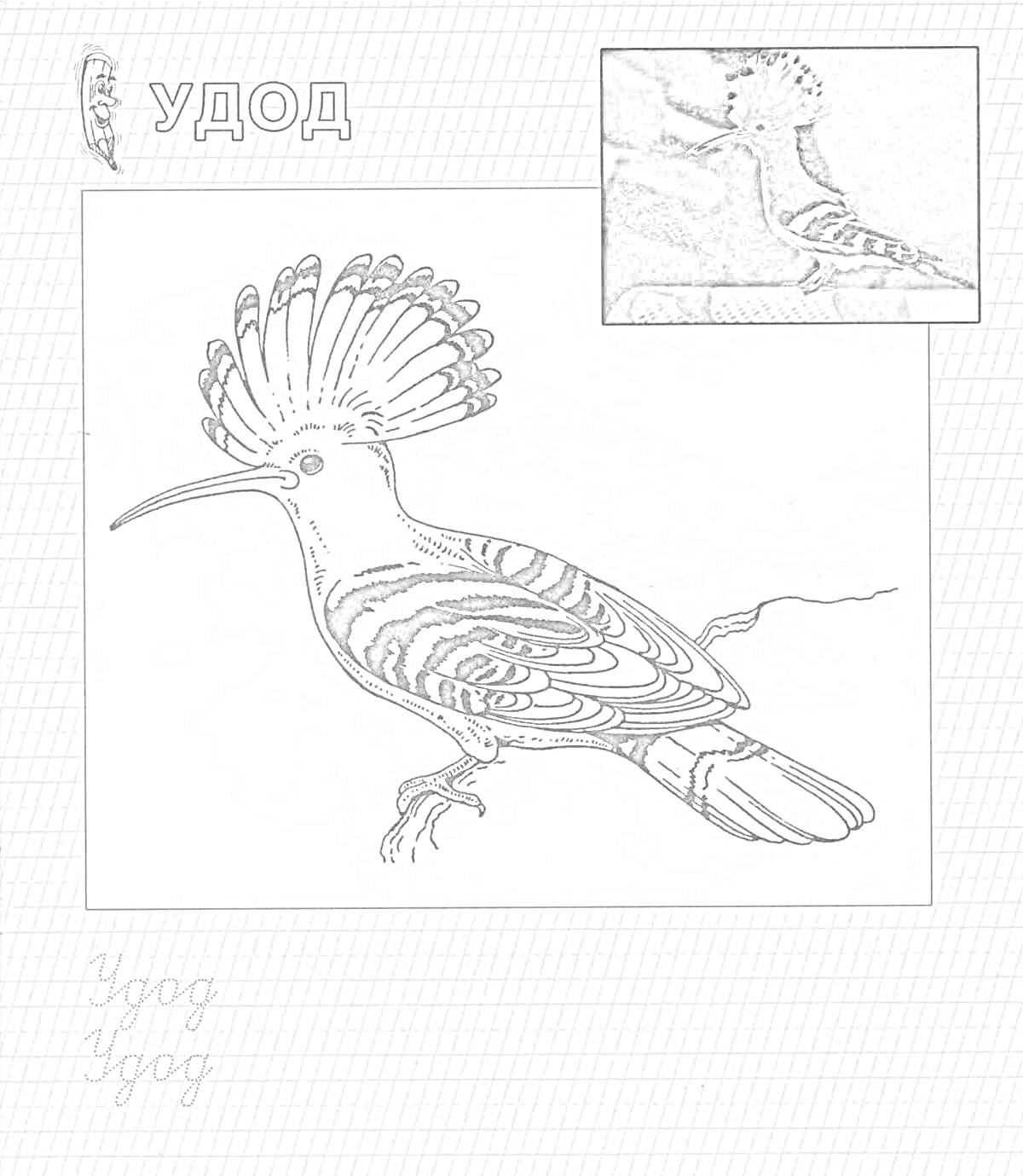На раскраске изображено: Удод, Птица, Графика, Учебное пособие, Природа