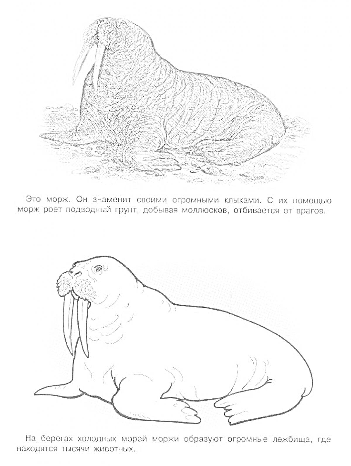 На раскраске изображено: Морж, Арктические животные, Бивни, Арктика, Образование