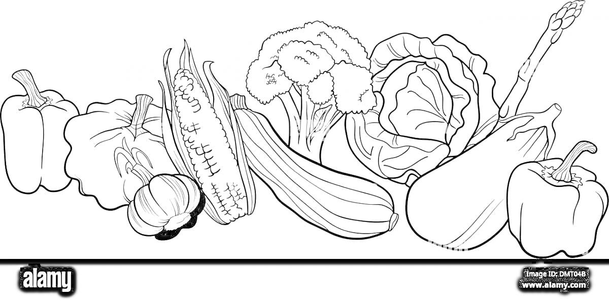 Раскраска Овощной натюрморт с капустой, брокколи, перцем, чесноком, кукурузой, кабачком и баклажаном