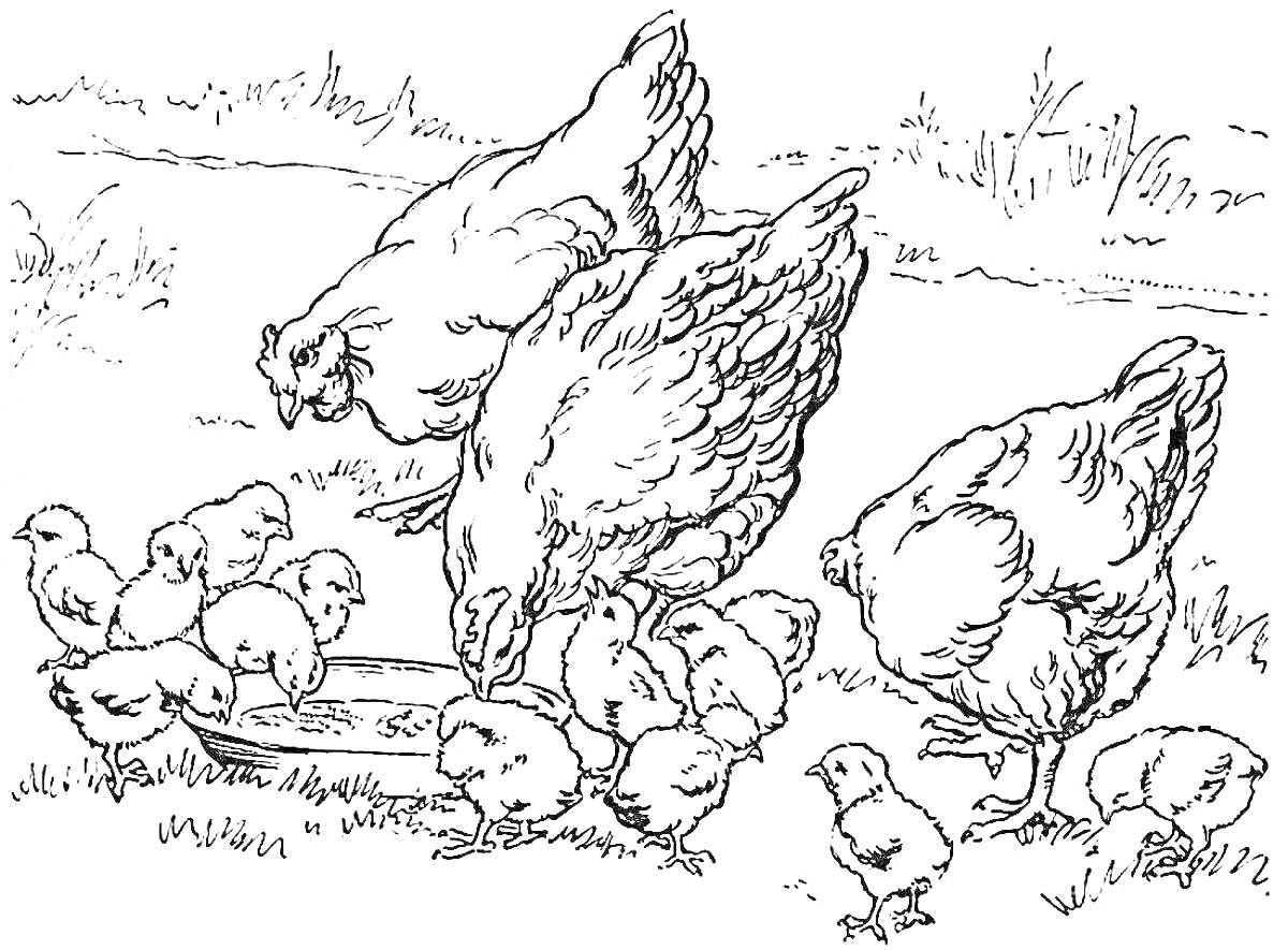 Куры с цыплятами, клюющими корм