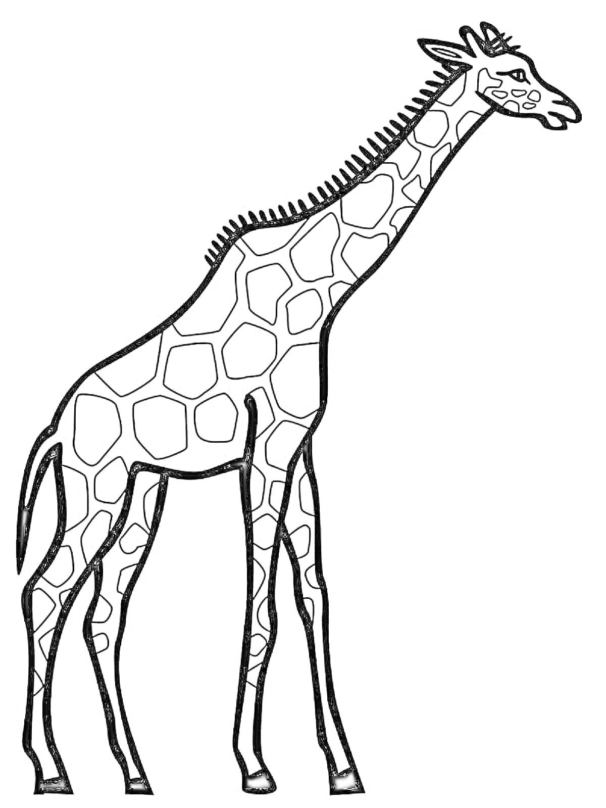 Раскраска Жираф с пятнами и длинной шеей на белом фоне