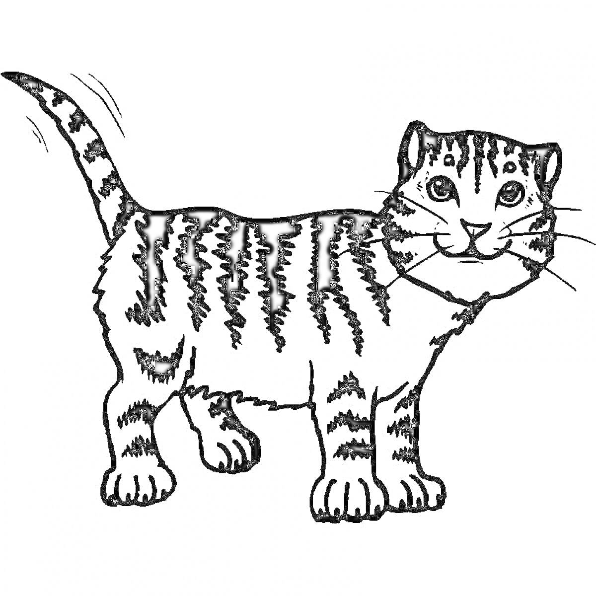 Раскраска Полосатый кот с приподнятым хвостом, готовый к раскрашиванию