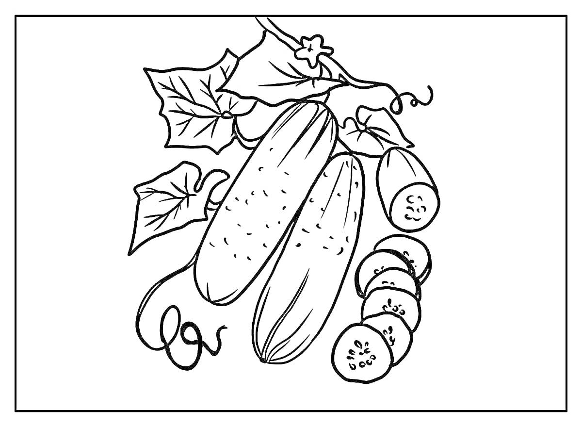 На раскраске изображено: Огурец, Листья, Ветка, Ломтики, 3 года, 4 года, Для детей