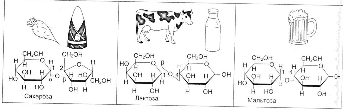 Раскраска Сахароза, лактоза и мальтоза с изображениями их структур и источников (сахарной свеклы, кристаллов сахара, коровы, молока, кружки пива)