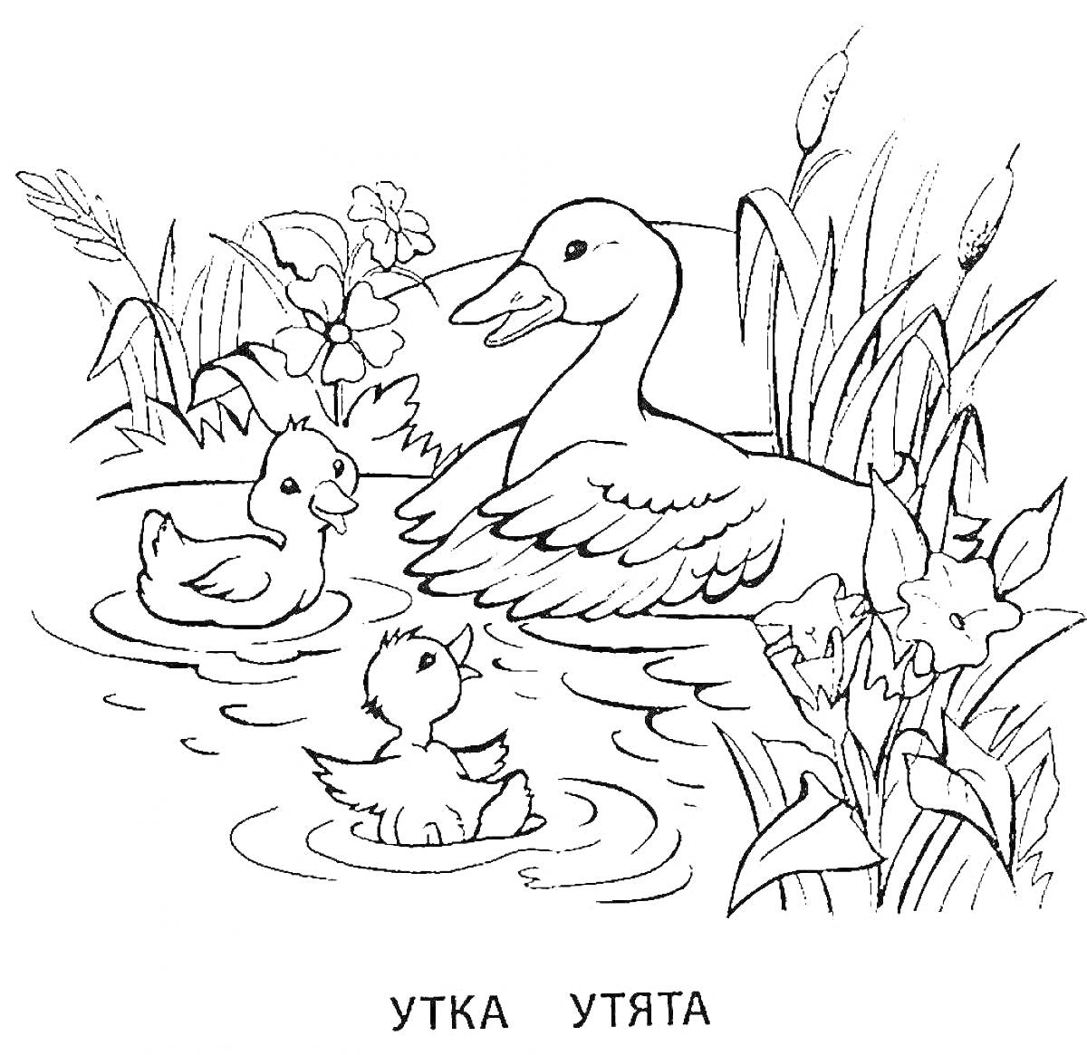 Раскраска Утка с утятами в пруду на фоне растений и цветов.