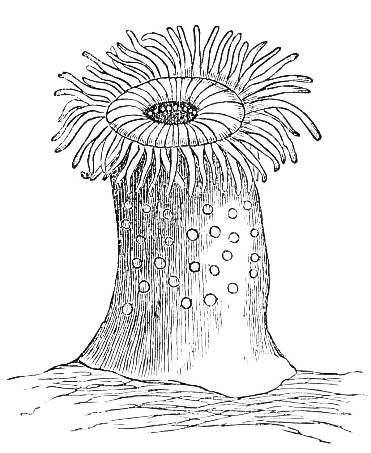 Актиния с расположенными на столбе пятнами и щупальцами на вершине