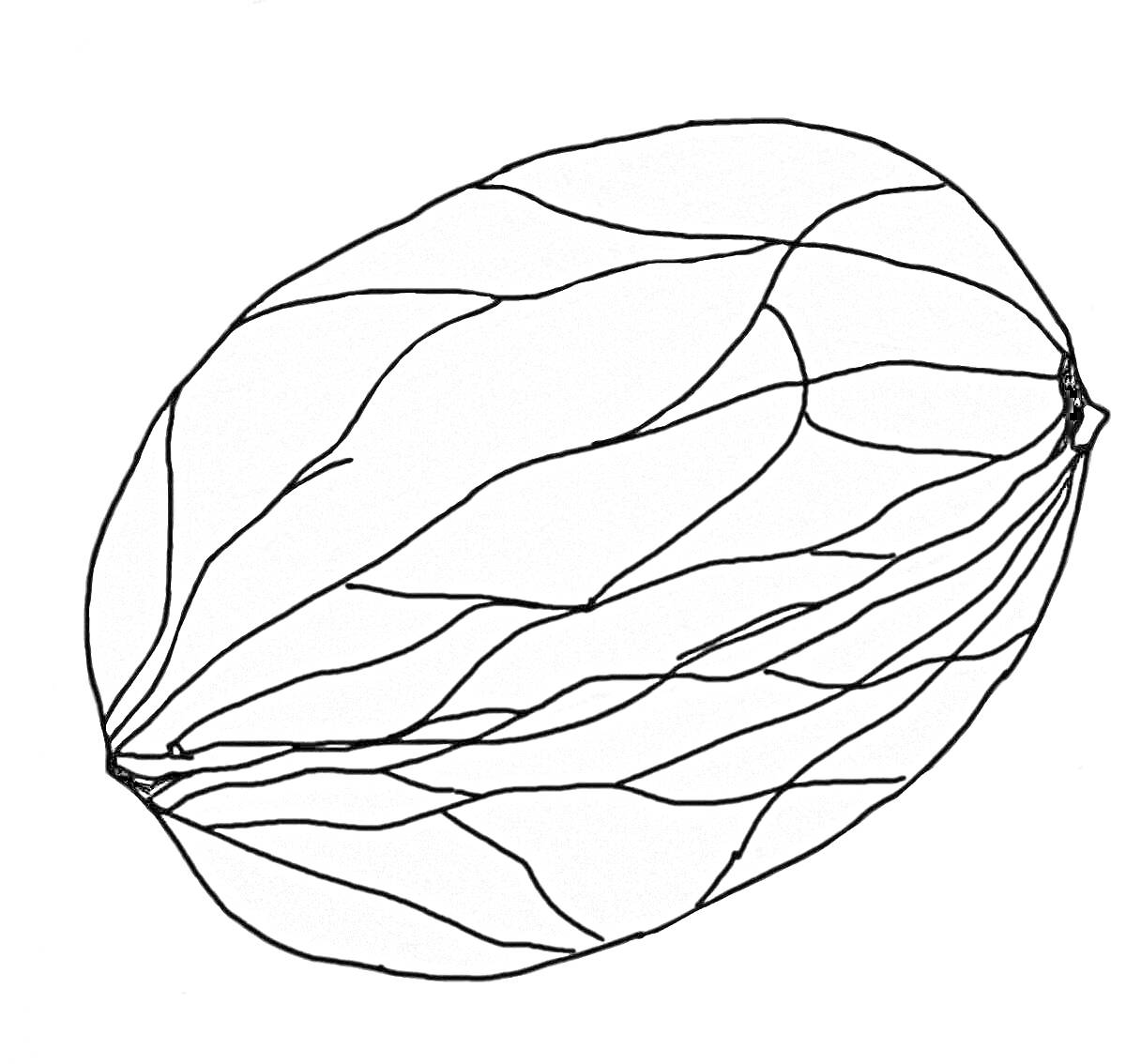 Раскраска Орех в скорлупе с прожилками