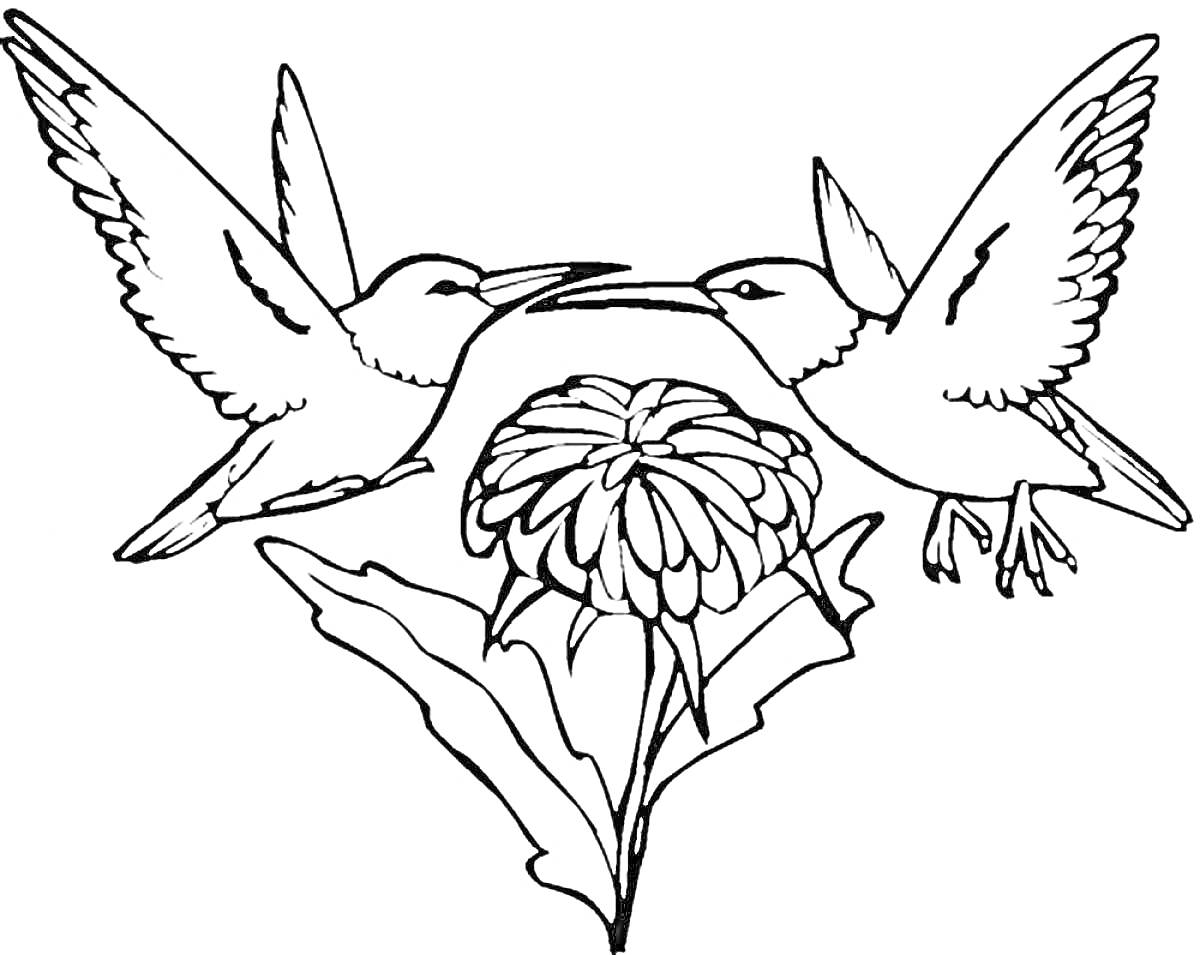 Раскраска Колибри, цветок