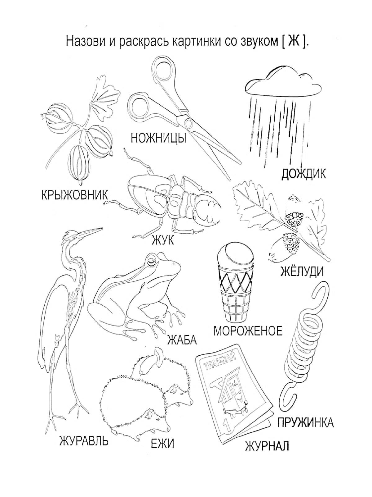 Раскраска Логопедическая раскраска со звуком [Ж] - крыжовник, ножницы, дождик, жук, жёлуди, жаба, мороженое, пружинка, журавль, ёжи, журнал