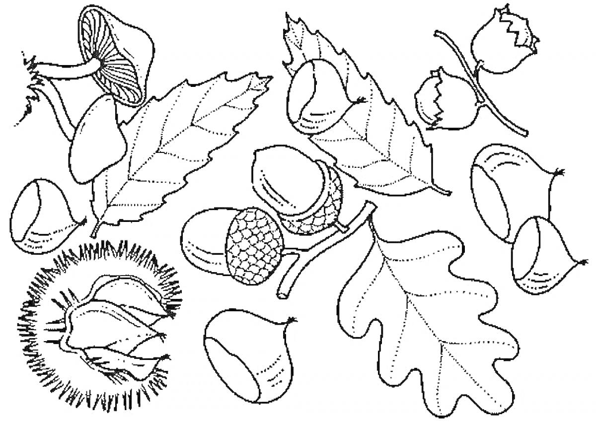 Раскраска Лесные орехи с листьями, желудями и грибами