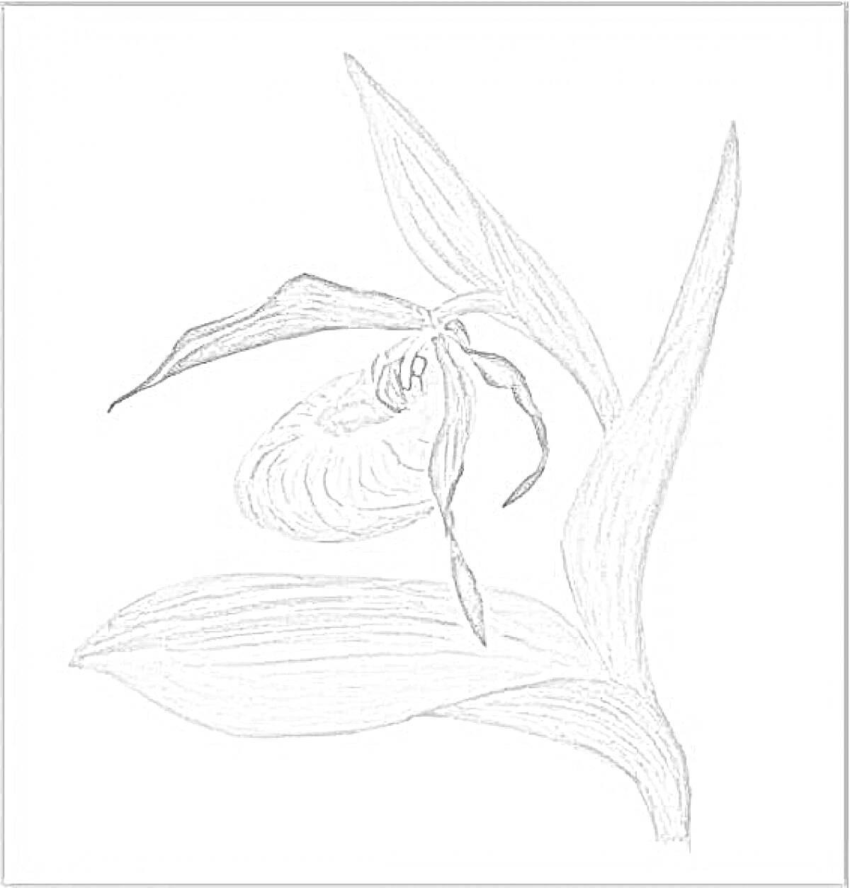 На раскраске изображено: Венерин башмачок, Орхидея, Листья, Природа