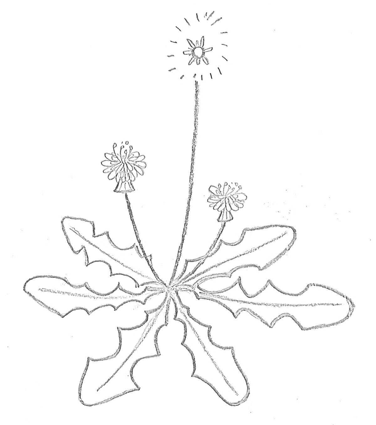 На раскраске изображено: Одуванчик, Листья, Цветы, Природа
