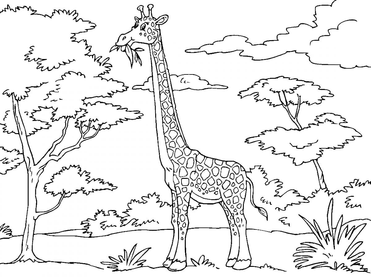 Раскраска Жираф на фоне деревьев и кустов в саванне