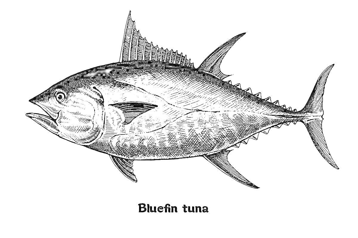 На раскраске изображено: Тунец, Рыба, Морская жизнь, Иллюстрация, Аквариум, Надпись