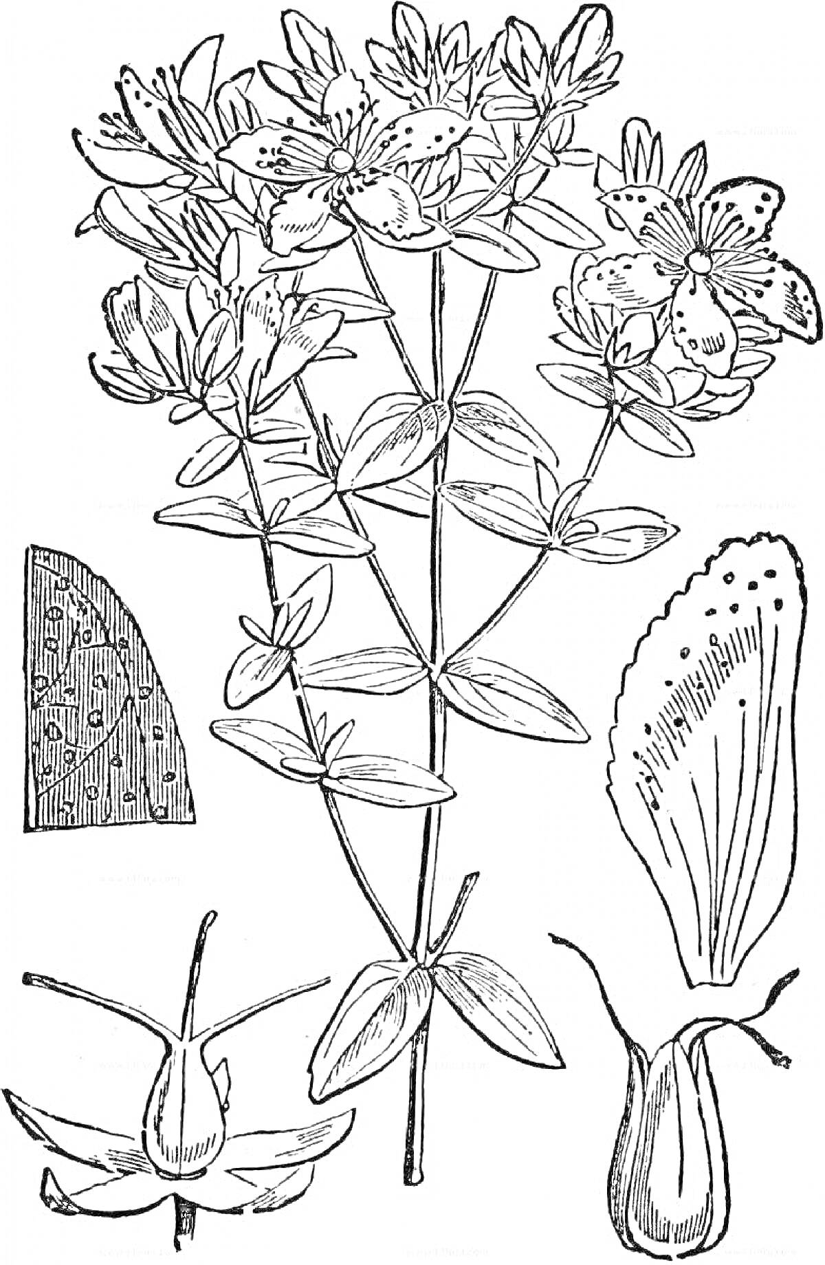 На раскраске изображено: Зверобой, Ботаника, Лепесток, Стебель, Листья, Природа