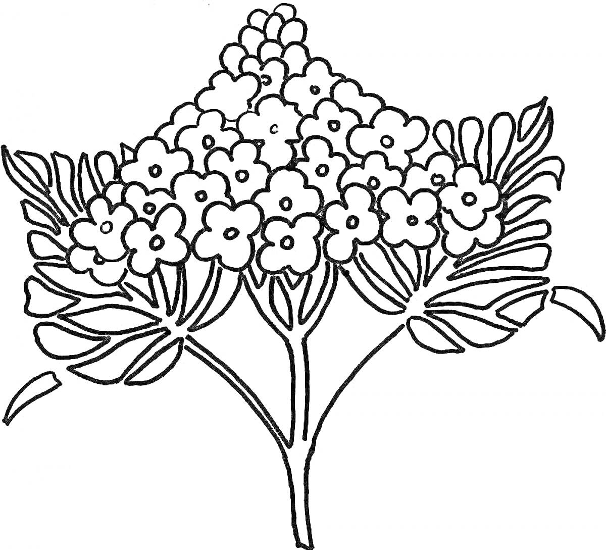 На раскраске изображено: Сирень, Листья, Природа, Ботаника, Контурные линии, Цветы, Растения
