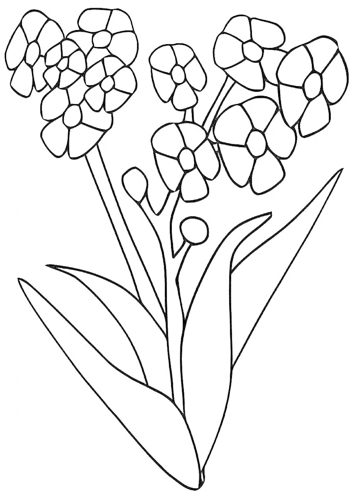 Раскраска Незабудка с цветками и листьями