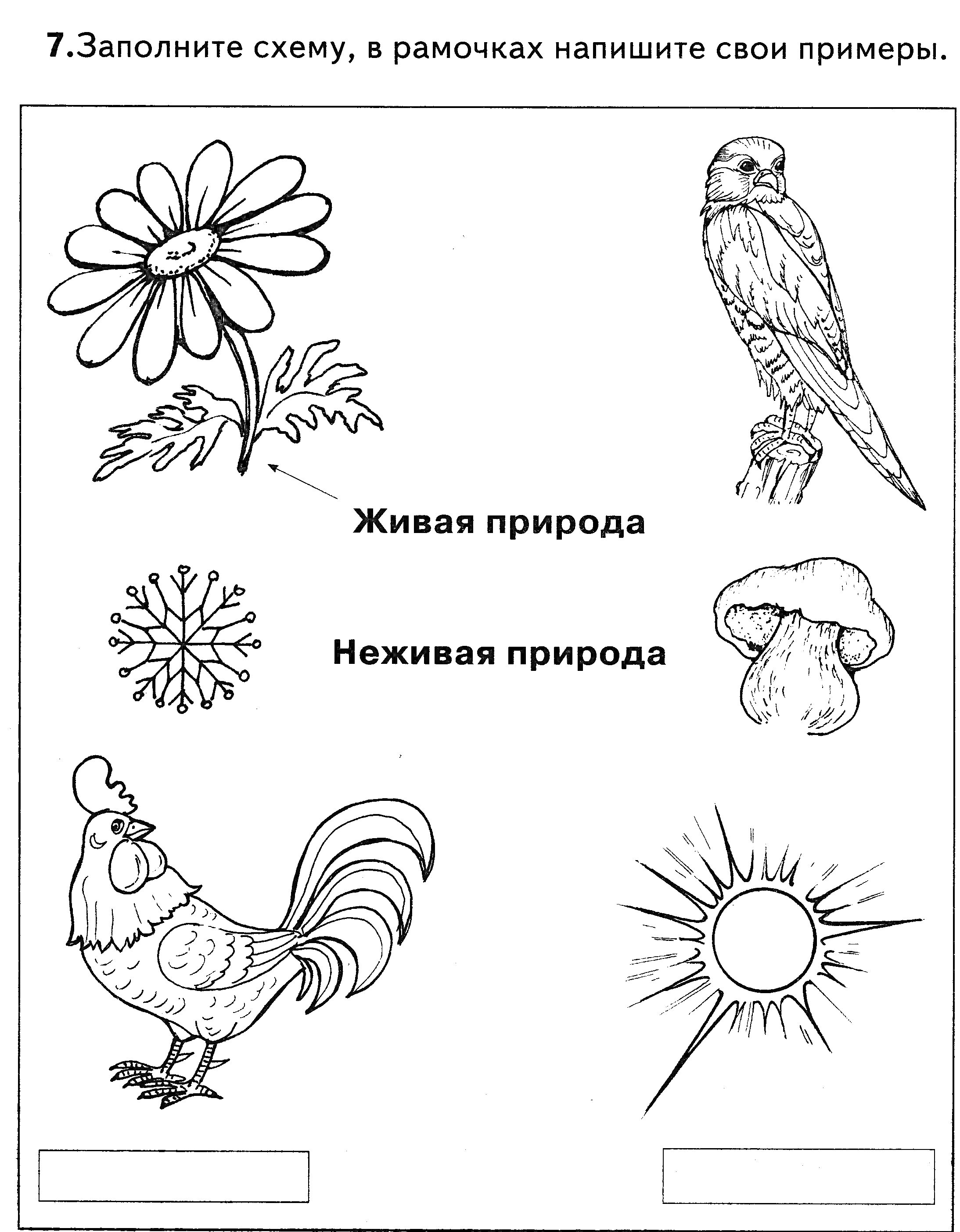 Раскраска Вещи живой и неживой природы с цветком, птицей, грибом, петухом и солнцем