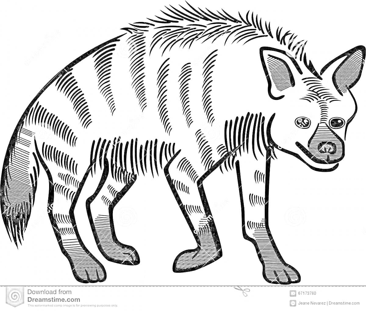 Раскраска с полосатой гиеной