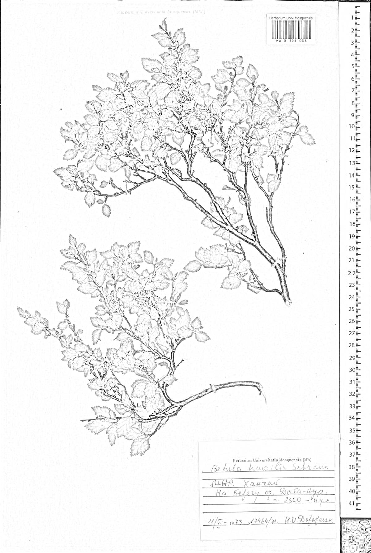 Раскраска Гербарий карликовой березы с ветками и листьями, этикеток, шкалы линейки