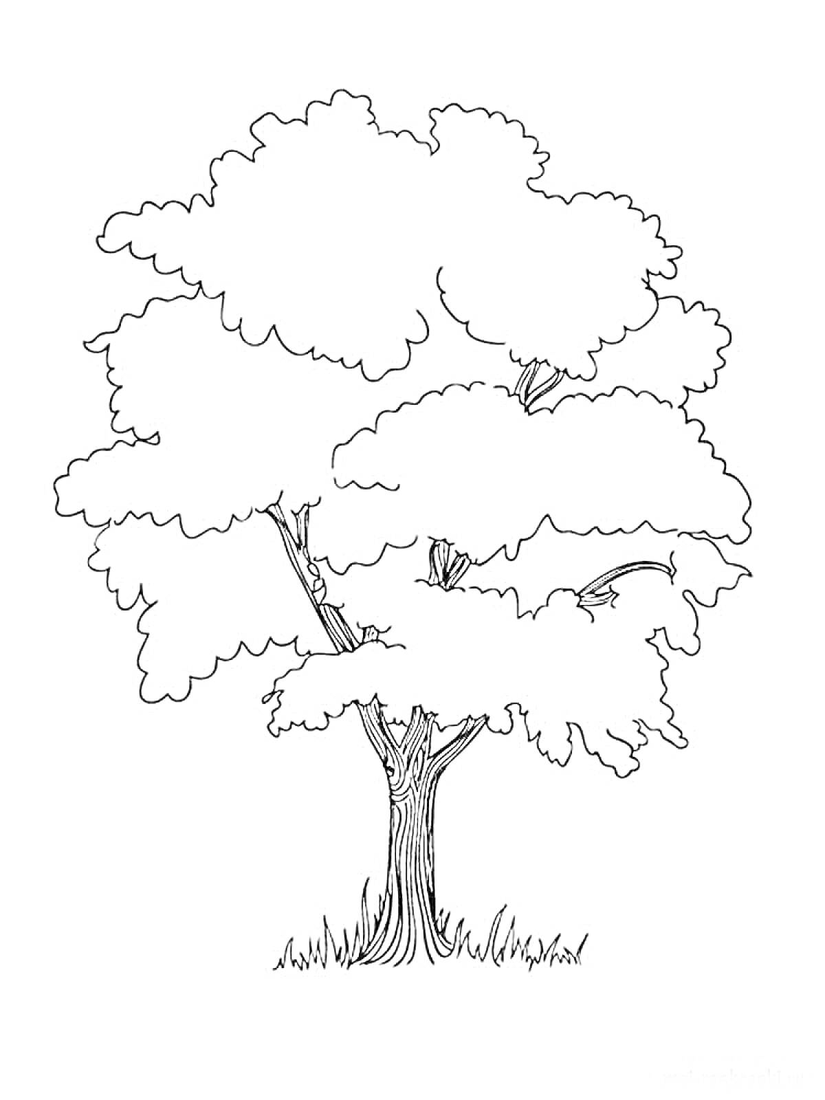 Раскраска Дерево с листвой и травой