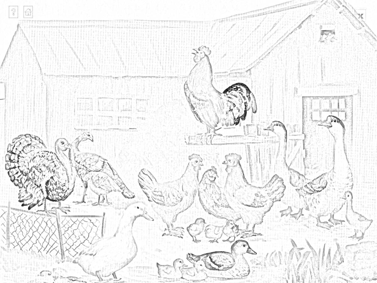 Раскраска Домашние птицы на ферме у курятника (индюк, петух на заборе, куры, утка, гусь, цыплята)
