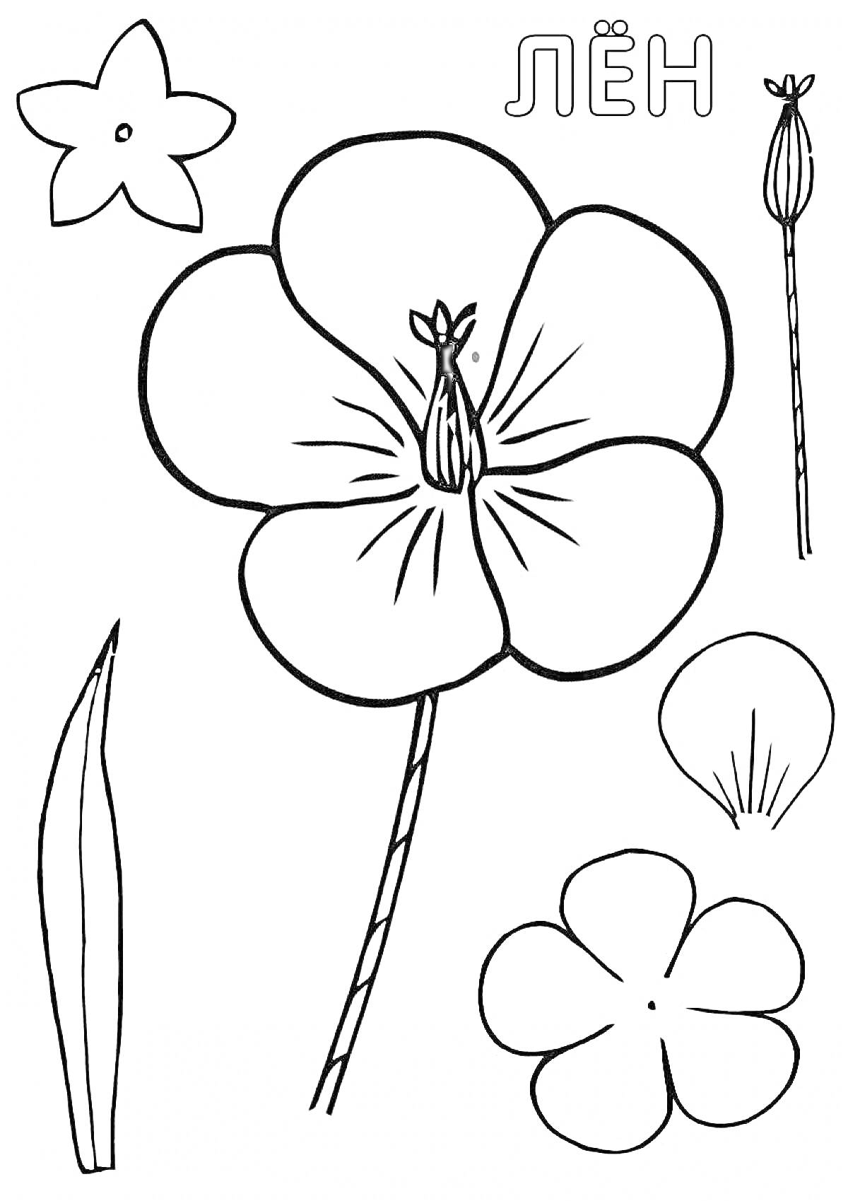 Раскраска Лен - цветы, бутоны и лист лена
