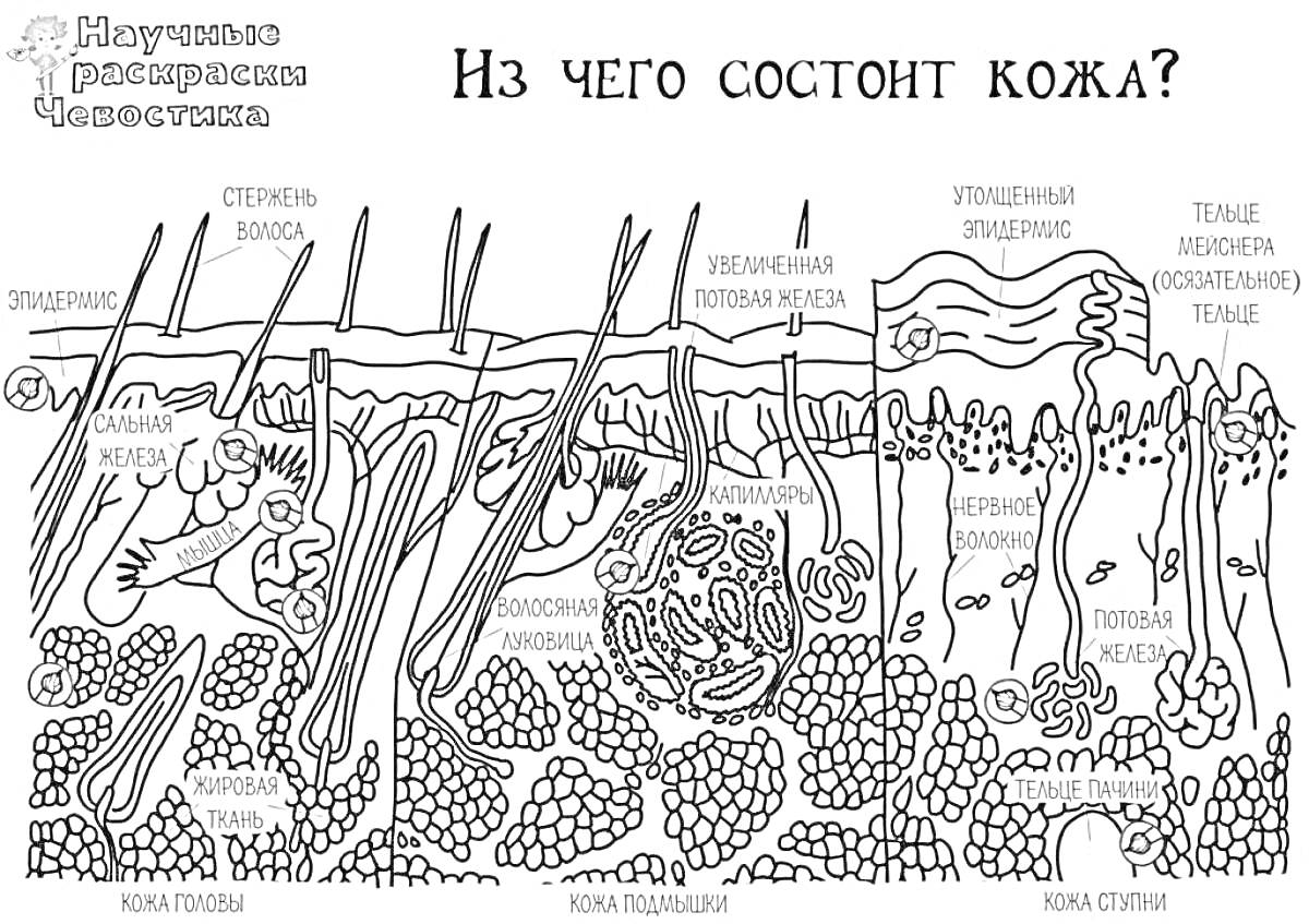 Раскраска Из чего состоит кожа? Волосяная луковица, сальная железа, усто холод, усто тепло, слой жира, капилляр, эпидермис, подкожная клетчатка, слой кератина, поры кожи