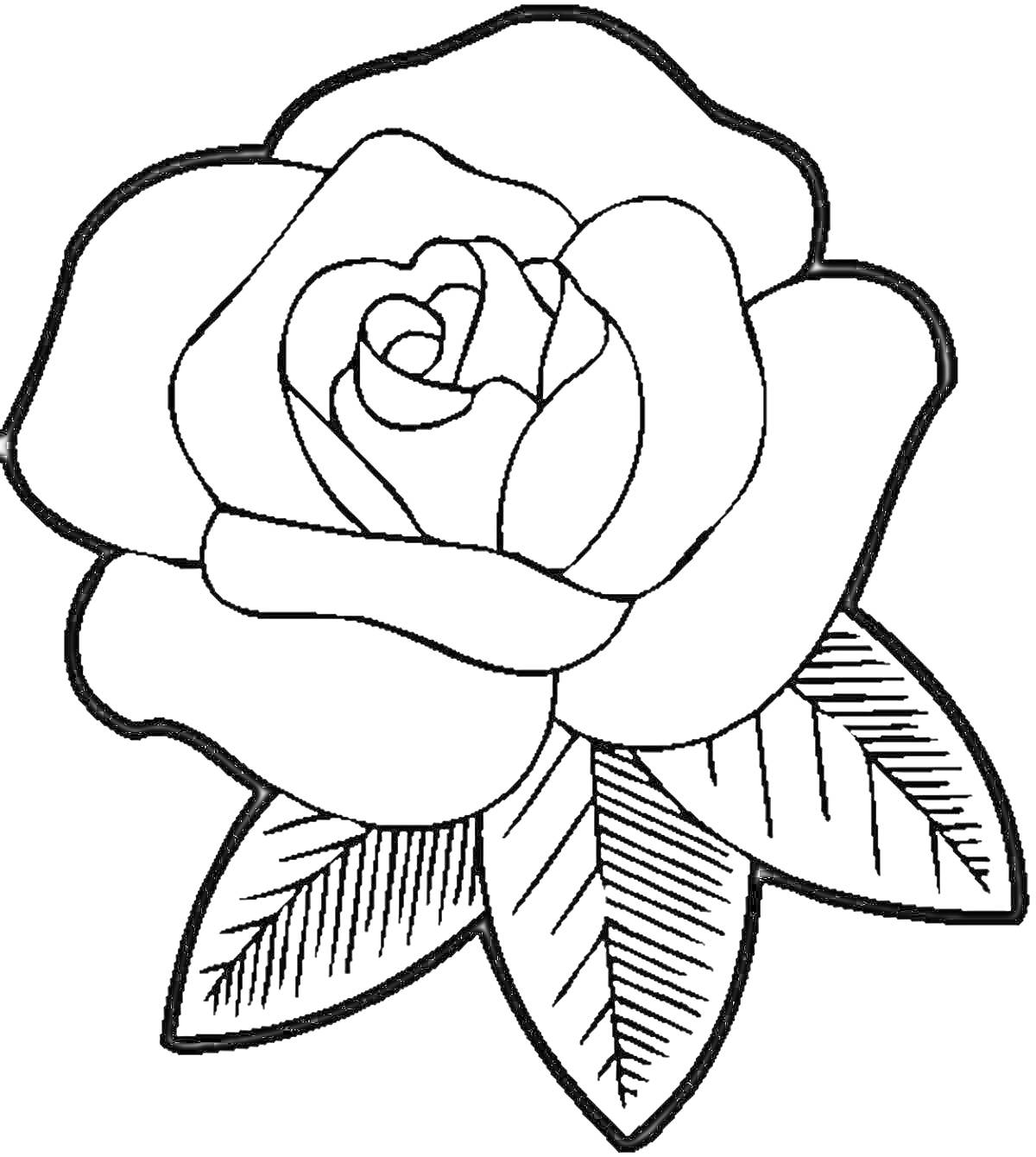 Раскраска Цветок розы с листьями для раскраски