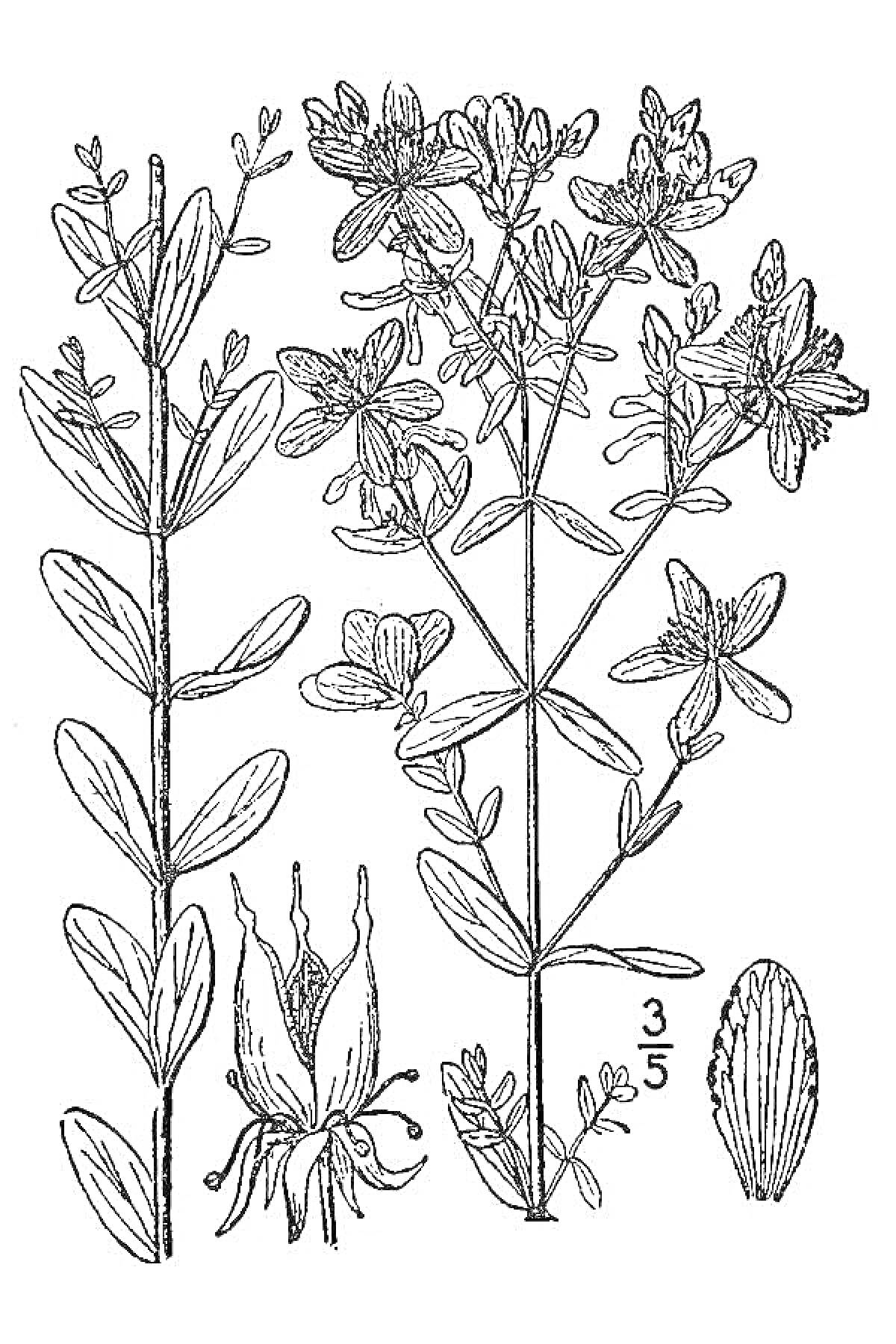 На раскраске изображено: Растения, Цветы, Ботаника, Зверобой, Листья, Ботаническая иллюстрация, Природа