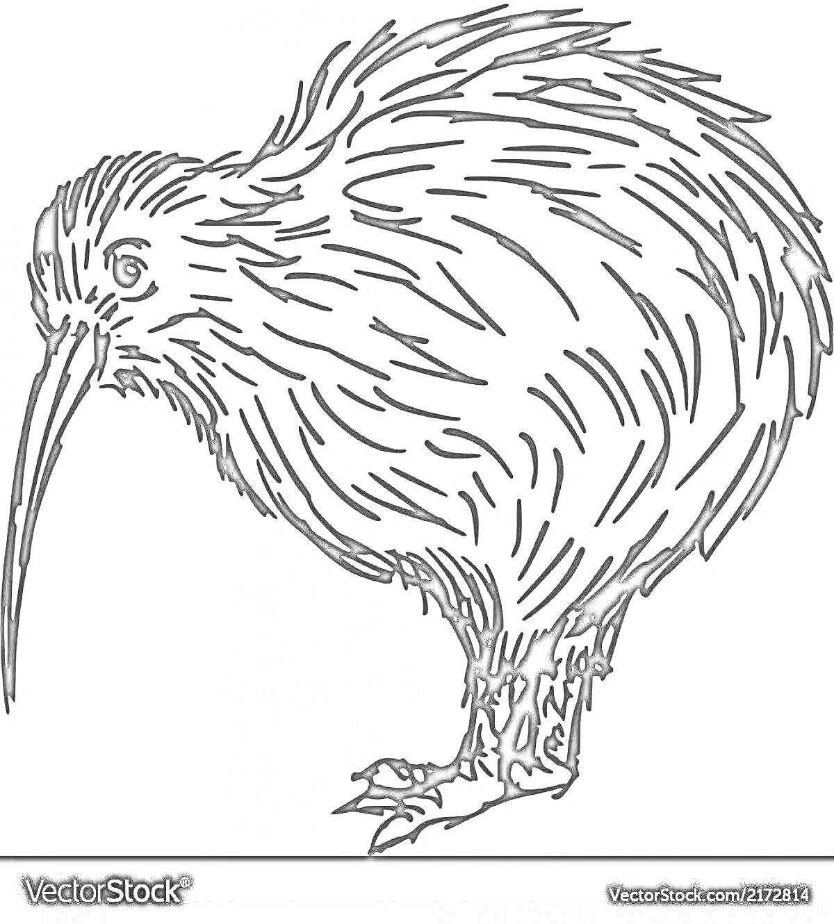 Раскраска Птичка киви с длинным клювом и кустистыми перьями